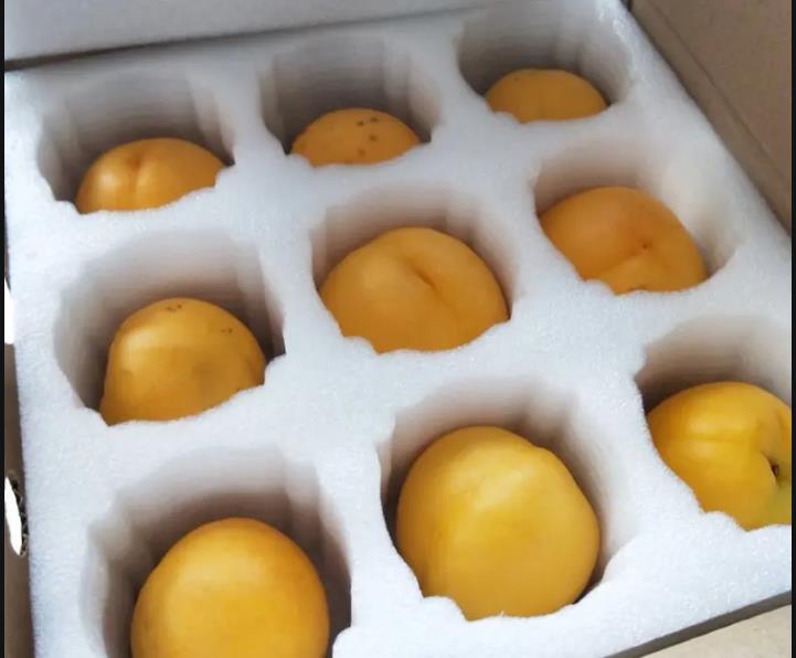 珍珠棉水果內托